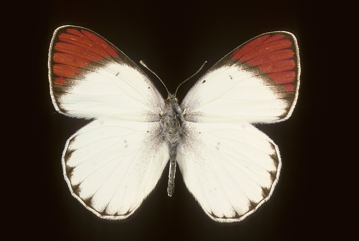 Colotis danae von Augustus Kollner