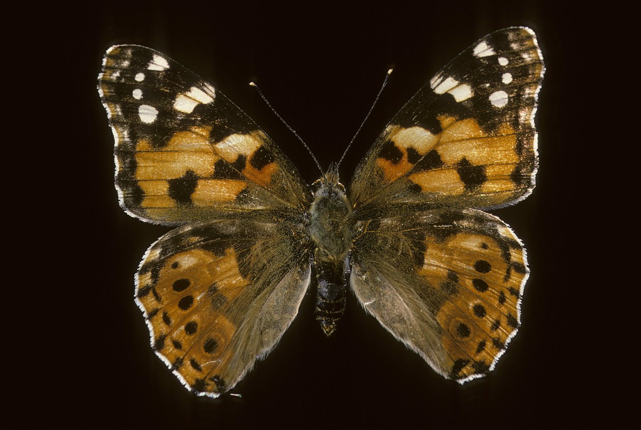 Cynthia cardui/Stieftochter/Distelfalter von Augustus Kollner