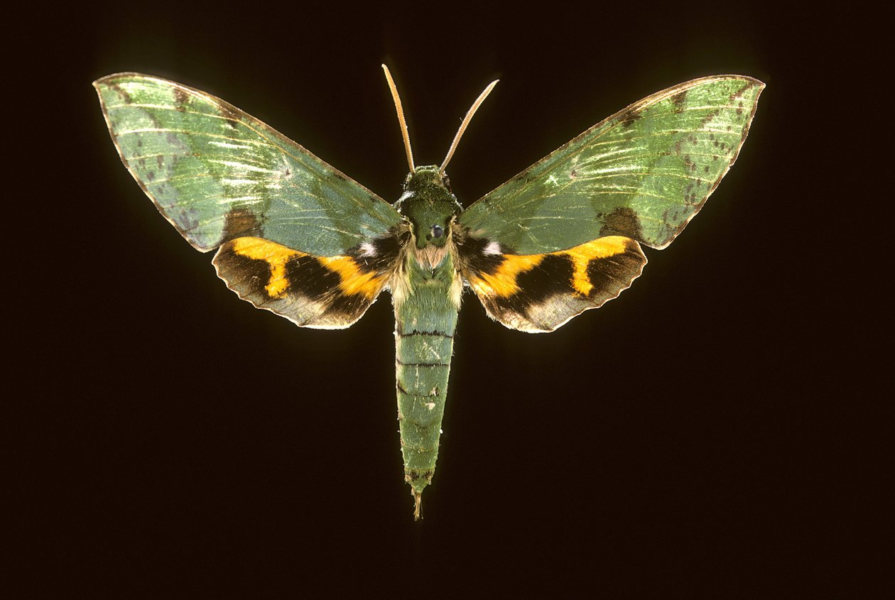Euchloron megaera/Grüner Sphinx von Augustus Kollner