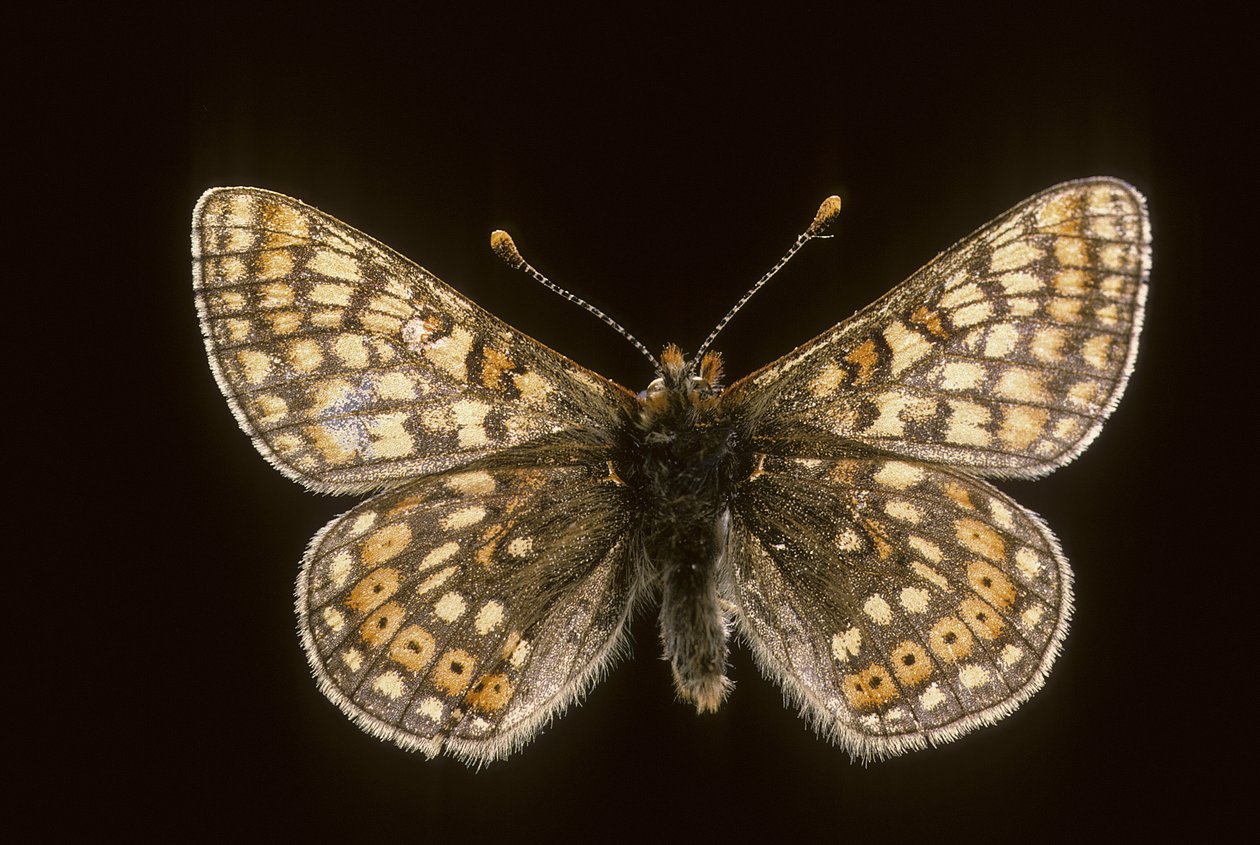 Euradryas aurinia von Augustus Kollner