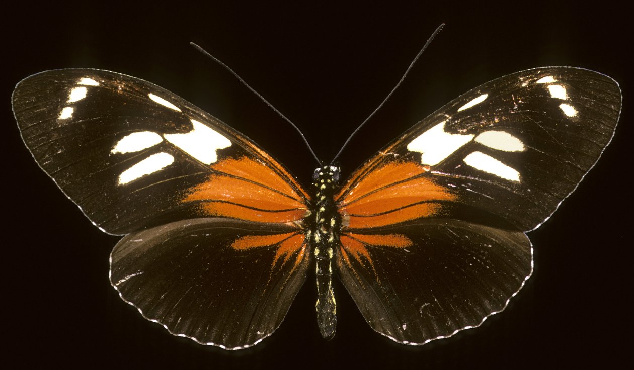 Heliconius burneyi catherina von Augustus Kollner