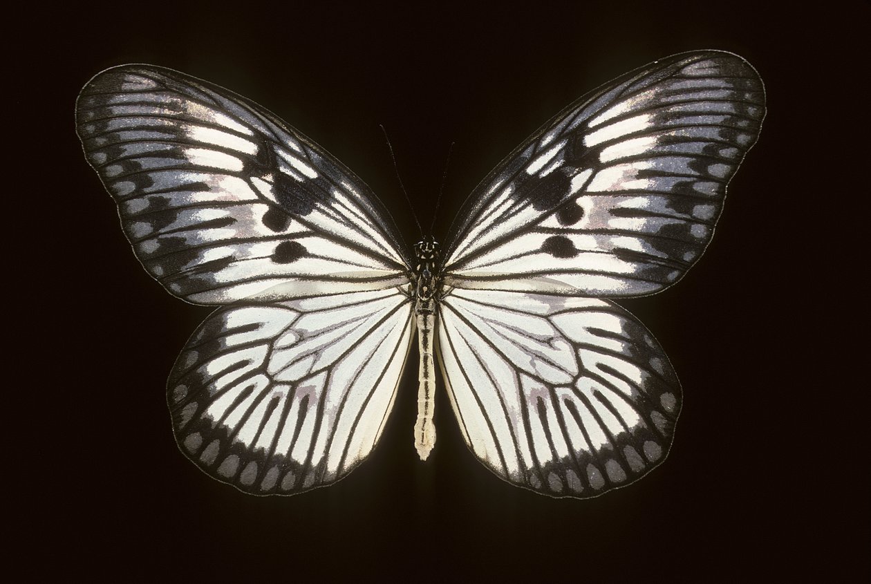 Idea blanchardi von Augustus Kollner