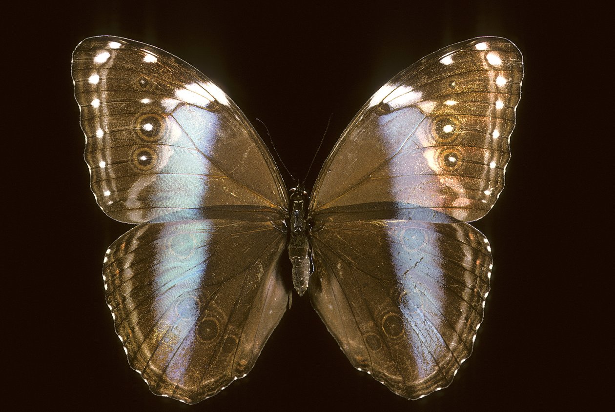 Morpho achilles/Weiblich von Augustus Kollner