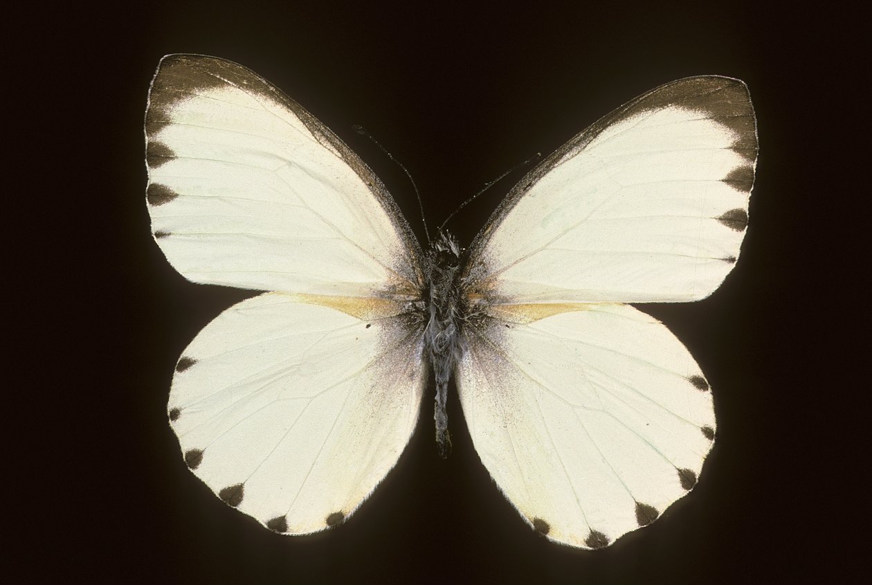 Mylothris ngaziya von Augustus Kollner