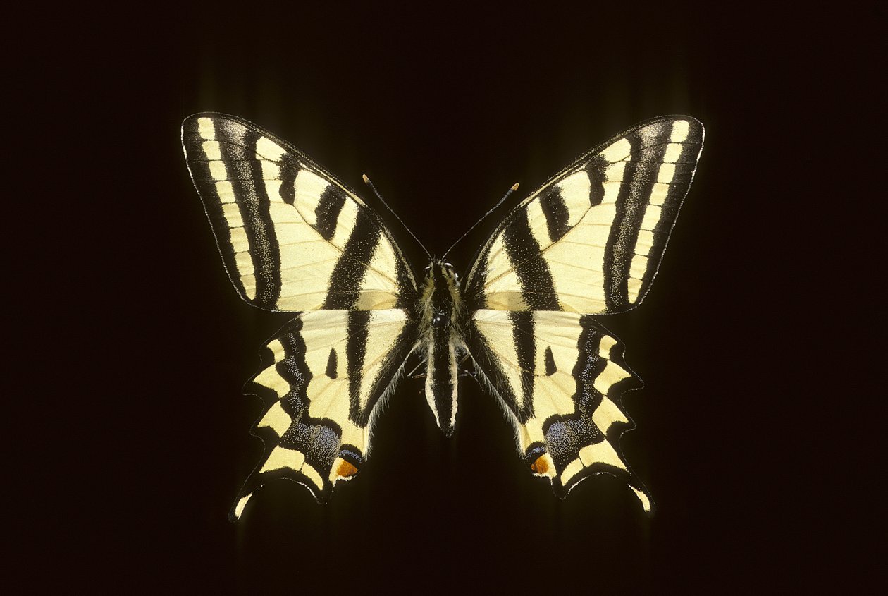 Papilio alexanor/Alexanor von Augustus Kollner