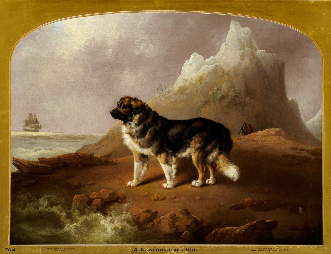 Ein Neufundländer Hund von Charles Henry Schwanfelder
