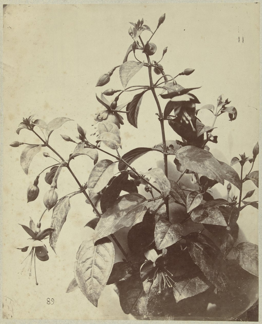 Blumenstillleben mit Fuchsie von Charles Hippolyte Aubry
