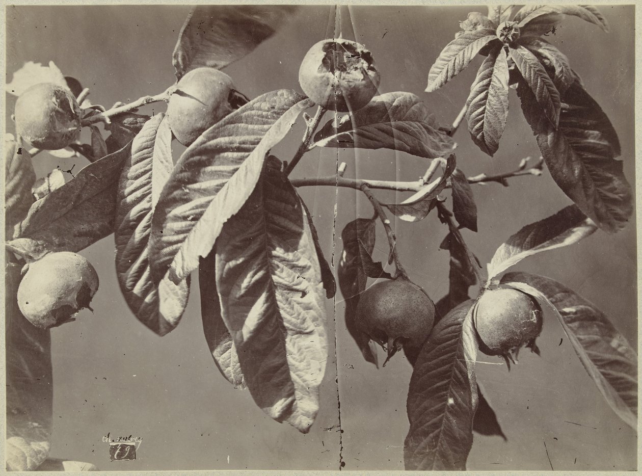 Stillleben mit Mispeln von Charles Hippolyte Aubry
