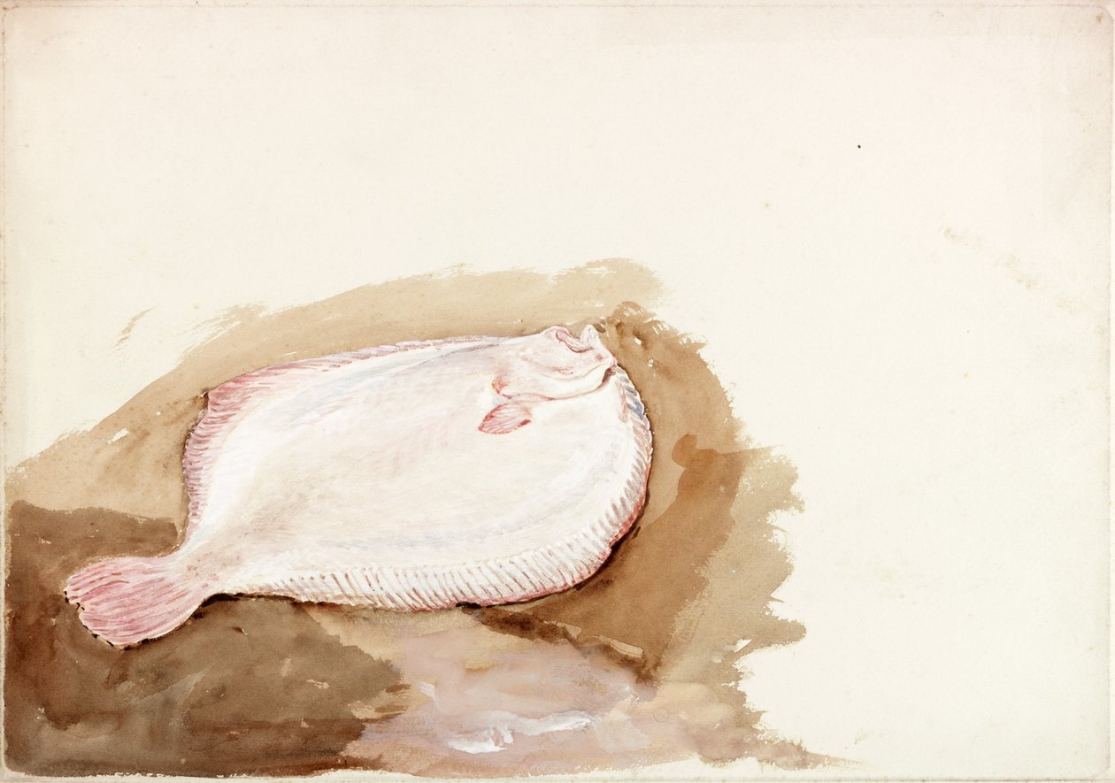 Studie eines Plattfisches von Charles Napier Hemy