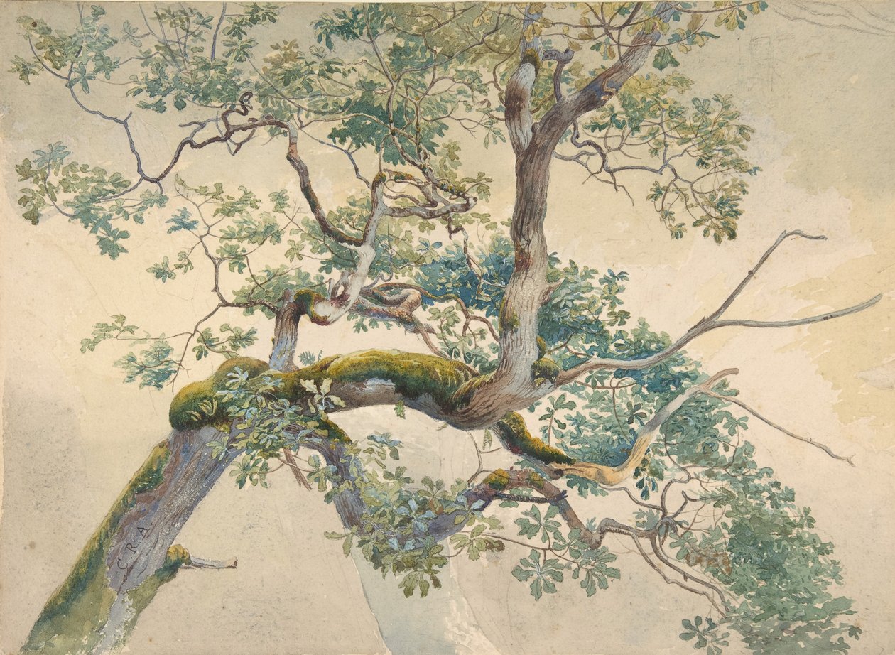 Baumzweige, 1852-1908 von Charles Reginald Aston