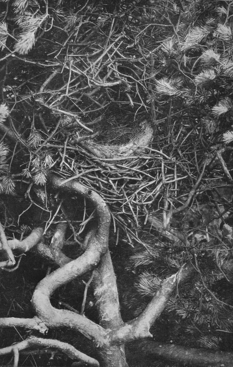 Nest der Elster, ca. 1882, 1912 von Charles Reid
