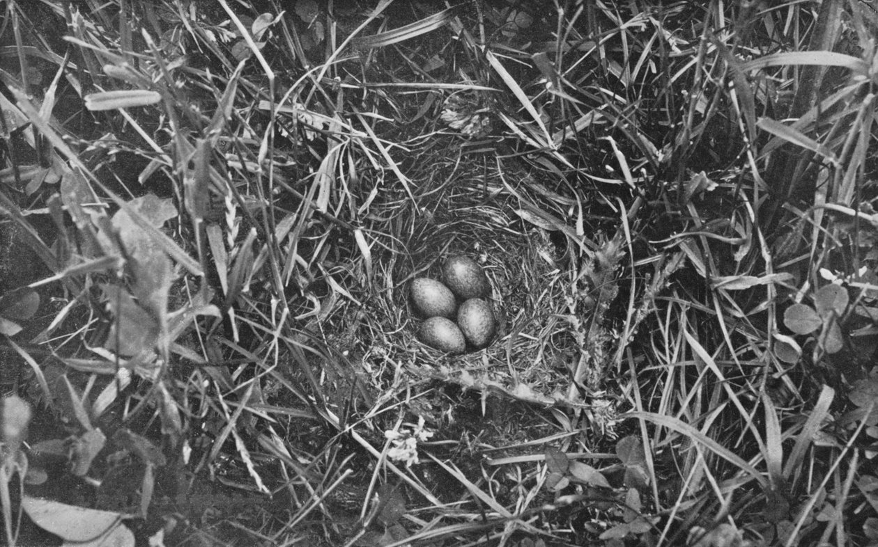 Nest der Feldlerche, um 1882, 1912 von Charles Reid