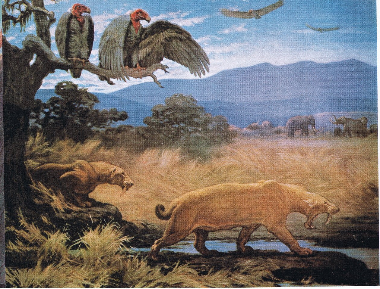 Säbelzahnkatzen von Charles Robert Knight