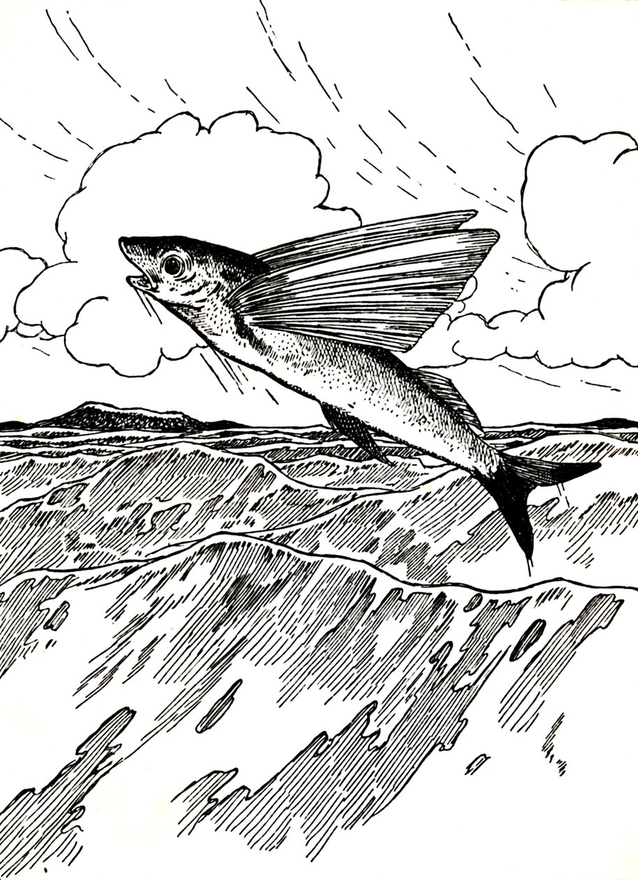 Der fliegende Fisch, 1912 von Charles Robinson