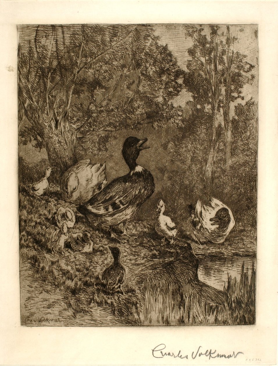 Kopf der Familie von Charles Volkmar