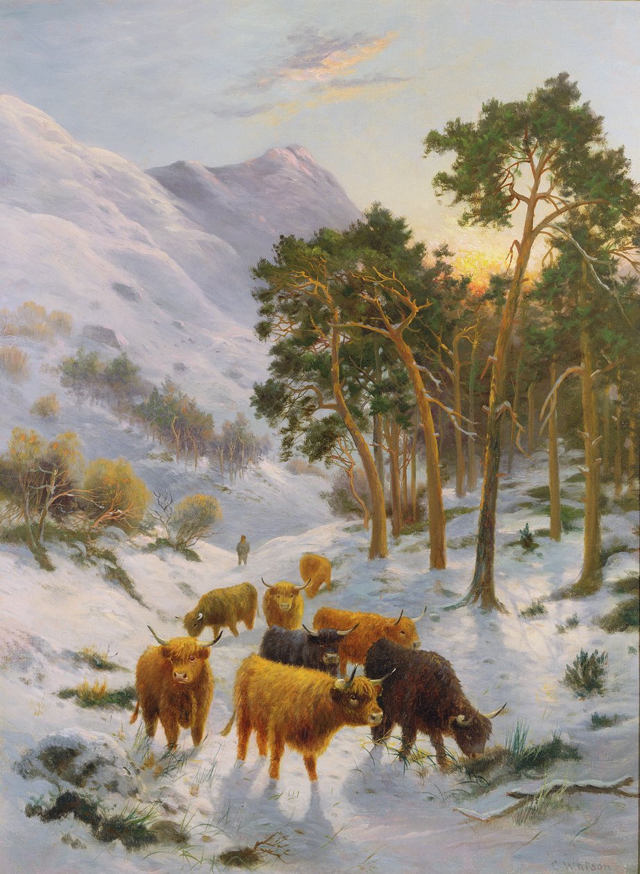 Hochlandrinder in einer Winterlandschaft von Charles Watson