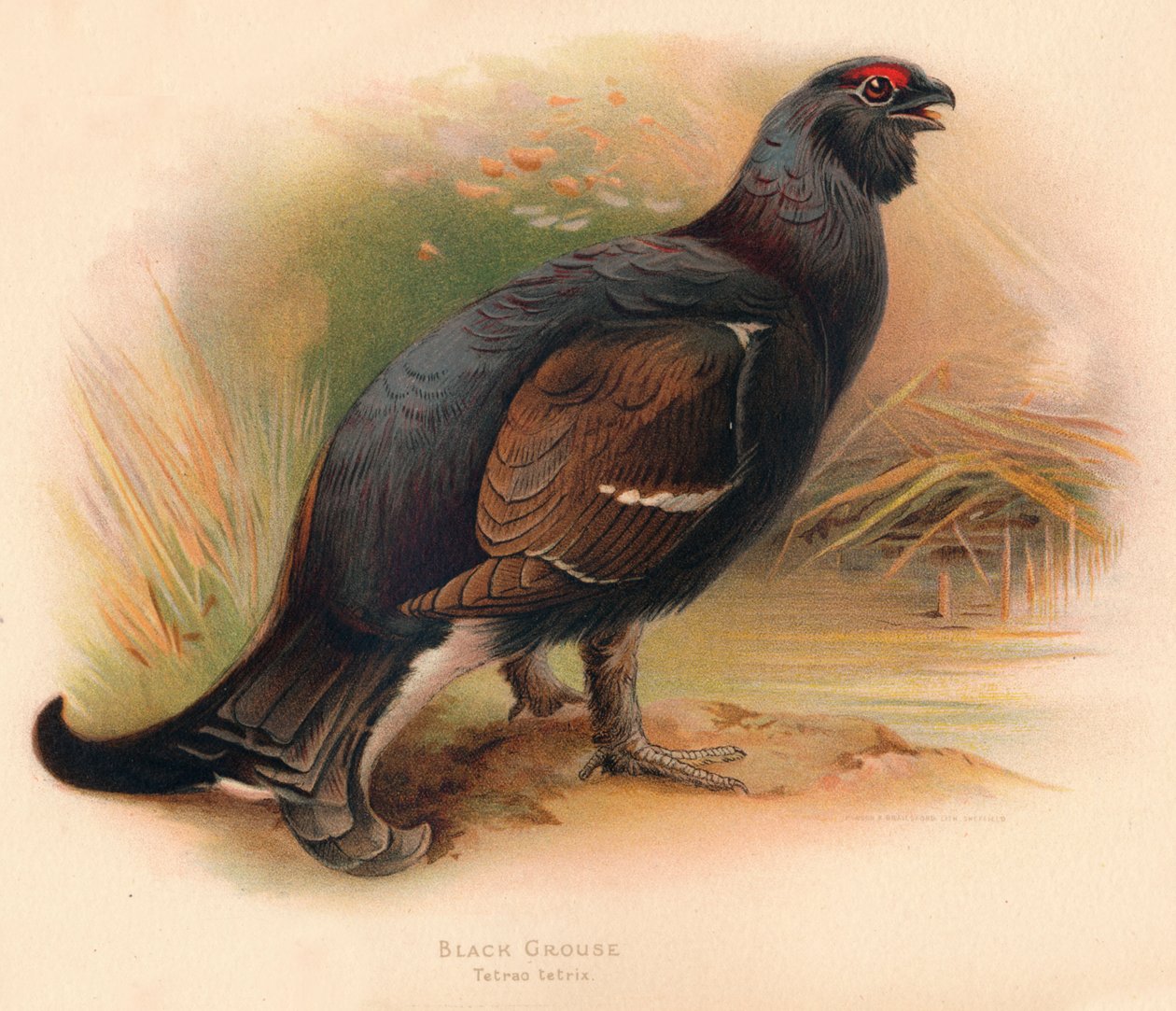 Birkhuhn Tetrau tetrix, 1900 von Charles Whymper