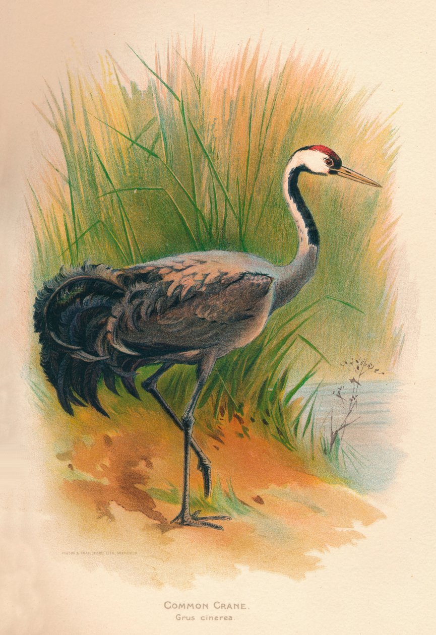 Kranich Grus cinerea, 1900 von Charles Whymper