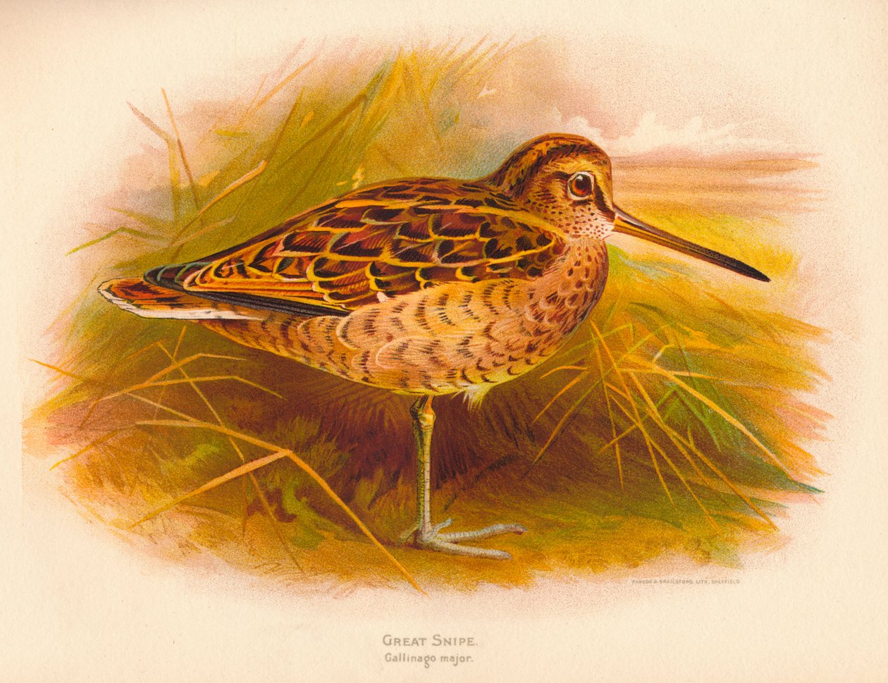 Großer Schnepfe Gallinago major, 1900 von Charles Whymper