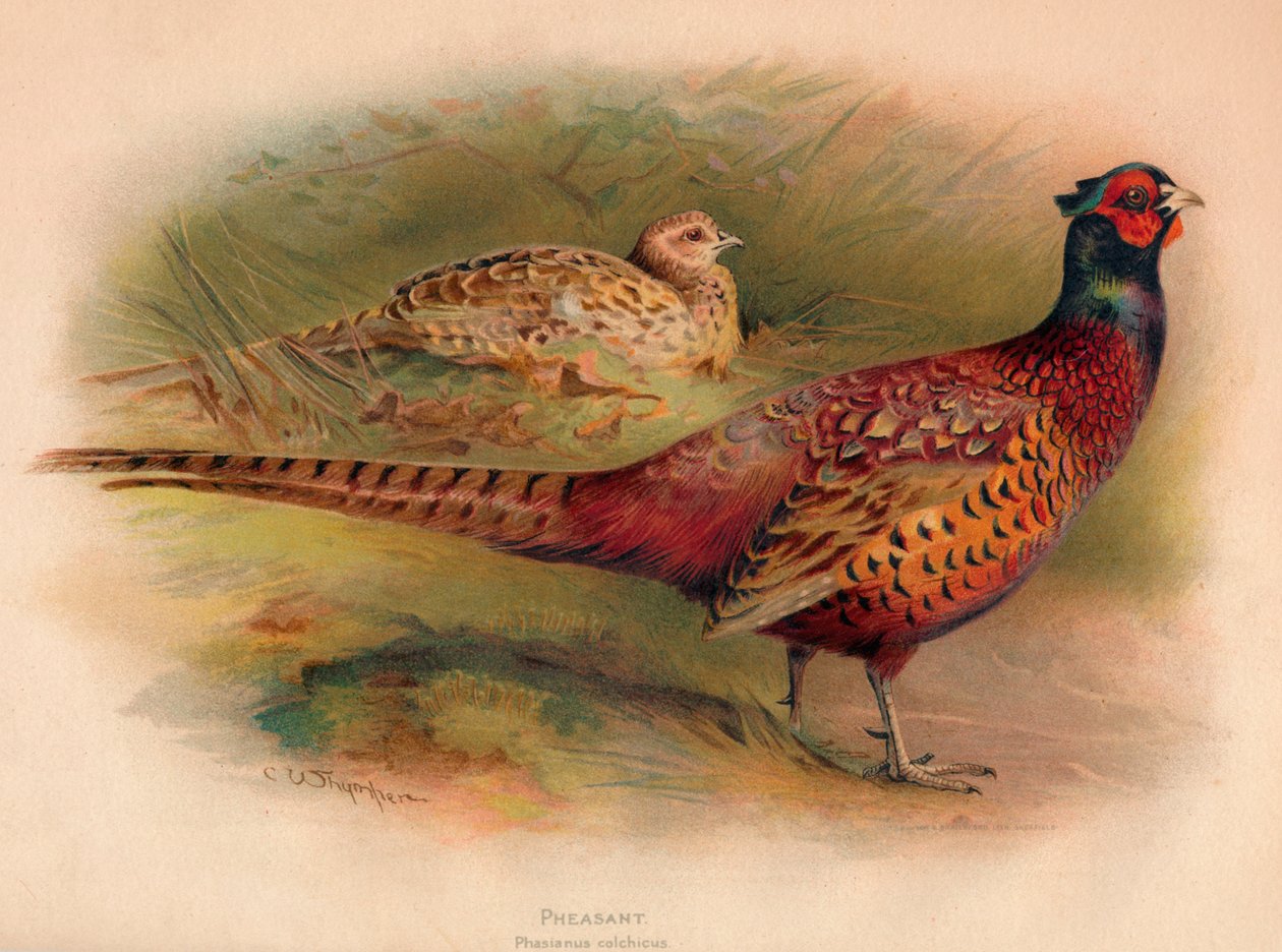 Fasan Phasianus colchicus, 1900 von Charles Whymper