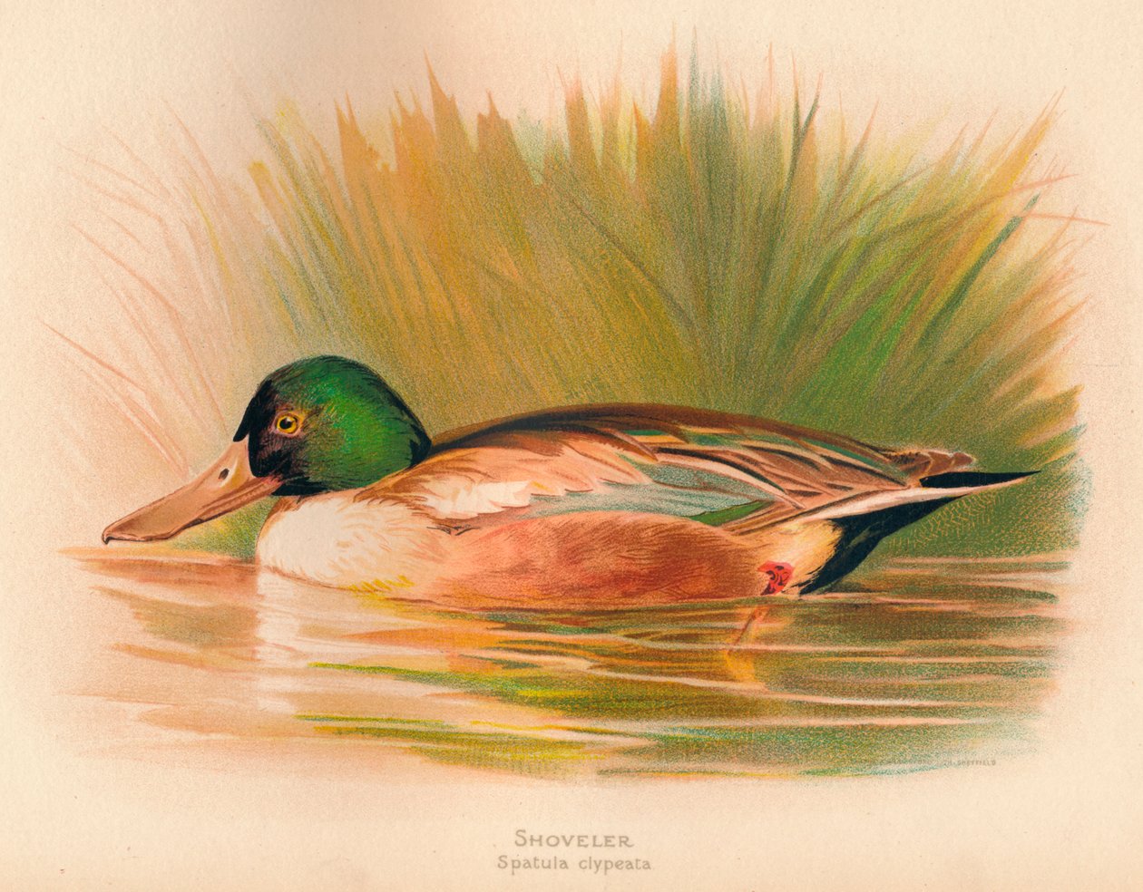 Löffelente Spatula clypeata, 1900 von Charles Whymper