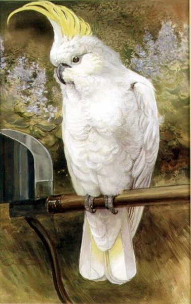 Schwefelkakadu von Charles Whymper