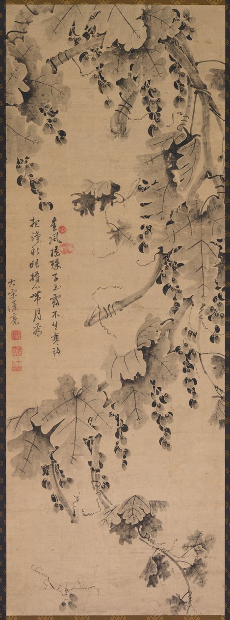 Weinrebe von China, Qing dynasty