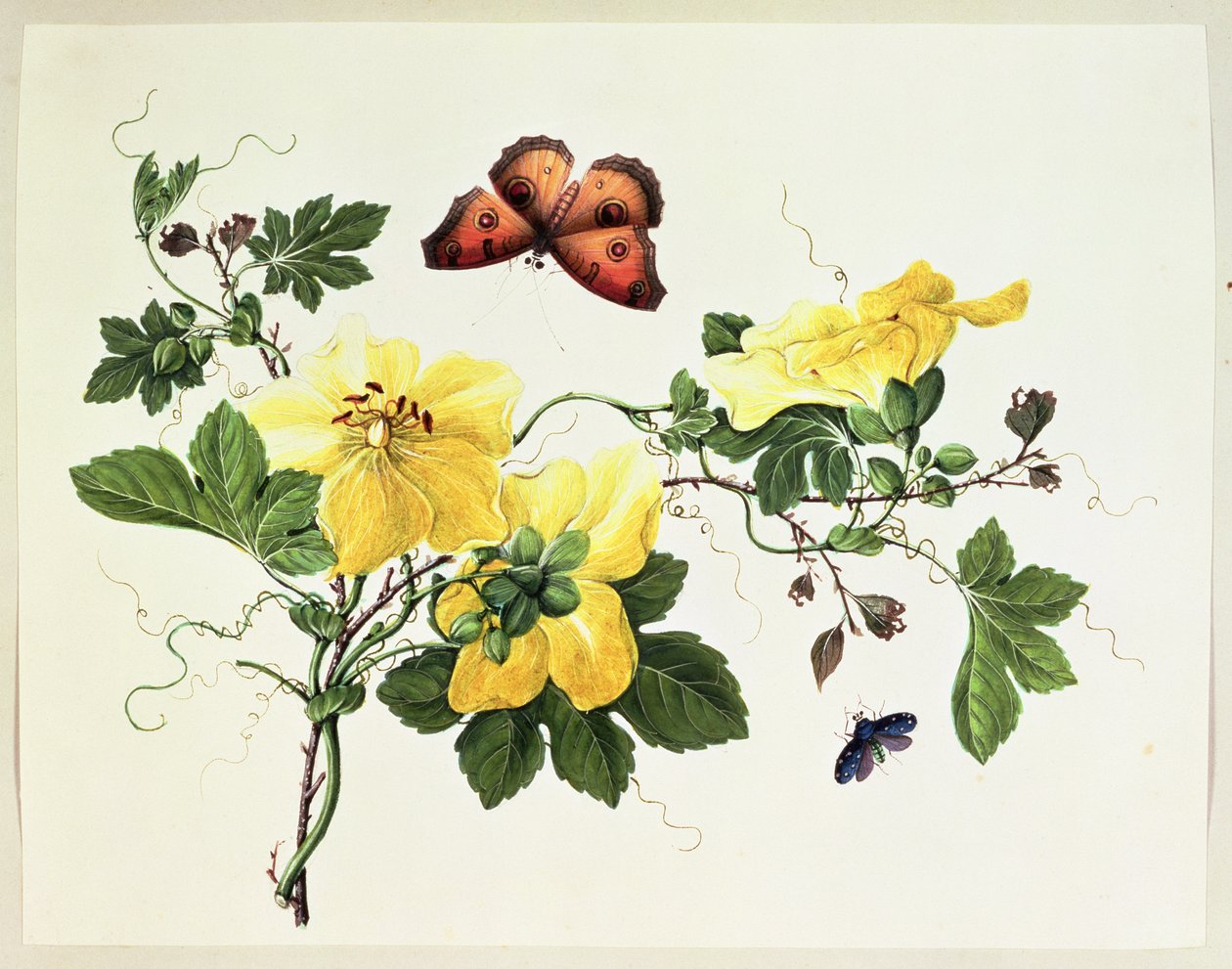 Blumenstudie und Schmetterling von Chinese School