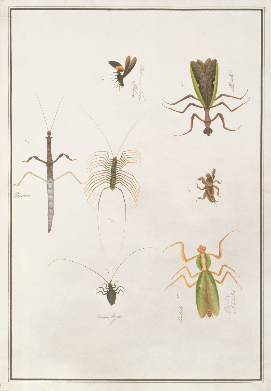 Sechs Arthropoden, aus Zeichnungen von Tieren, Insekten und Reptilien aus Malakka, ca. 1805-18 von Chinese School