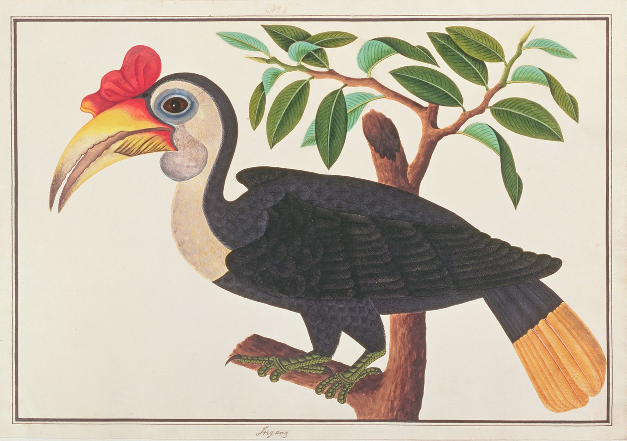 Runzelhornvogel, aus Zeichnungen von Vögeln aus Malakka, ca. 1805-18 von Chinese School