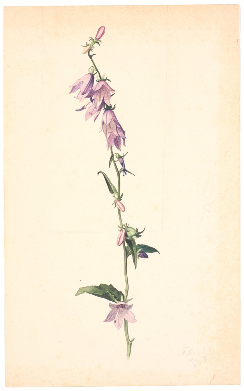 Glockenblume von Christen Dalsgaard