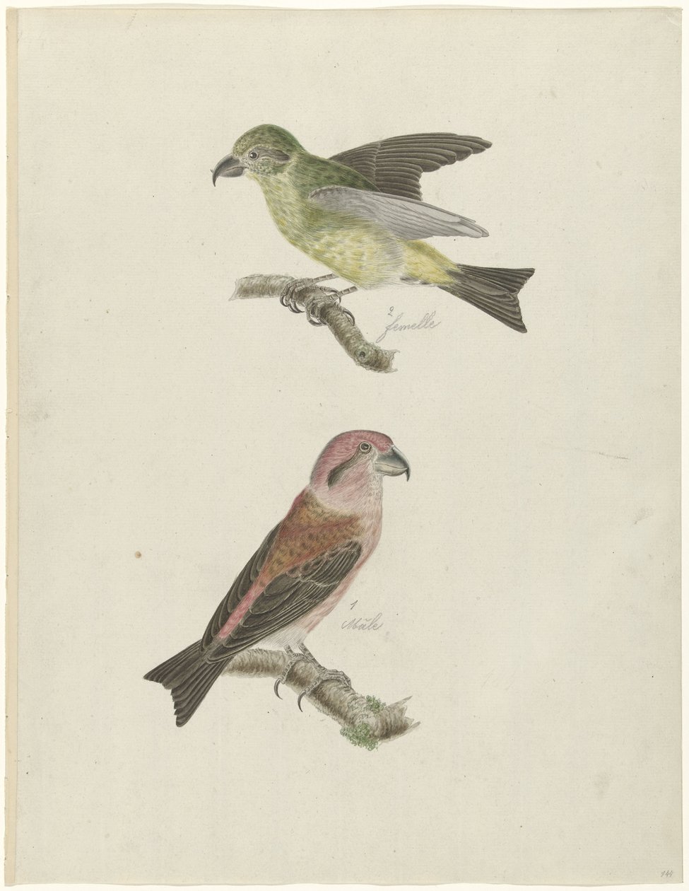 Zwei Kreuzschnäbel von Christiaan Sepp (possibly)
