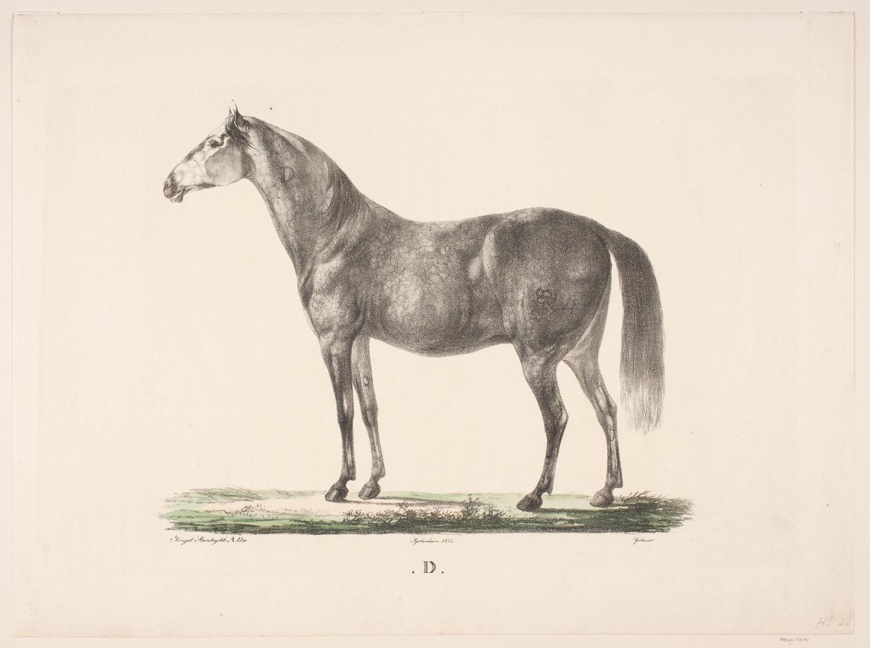 Hesten D von Christian David Gebauer