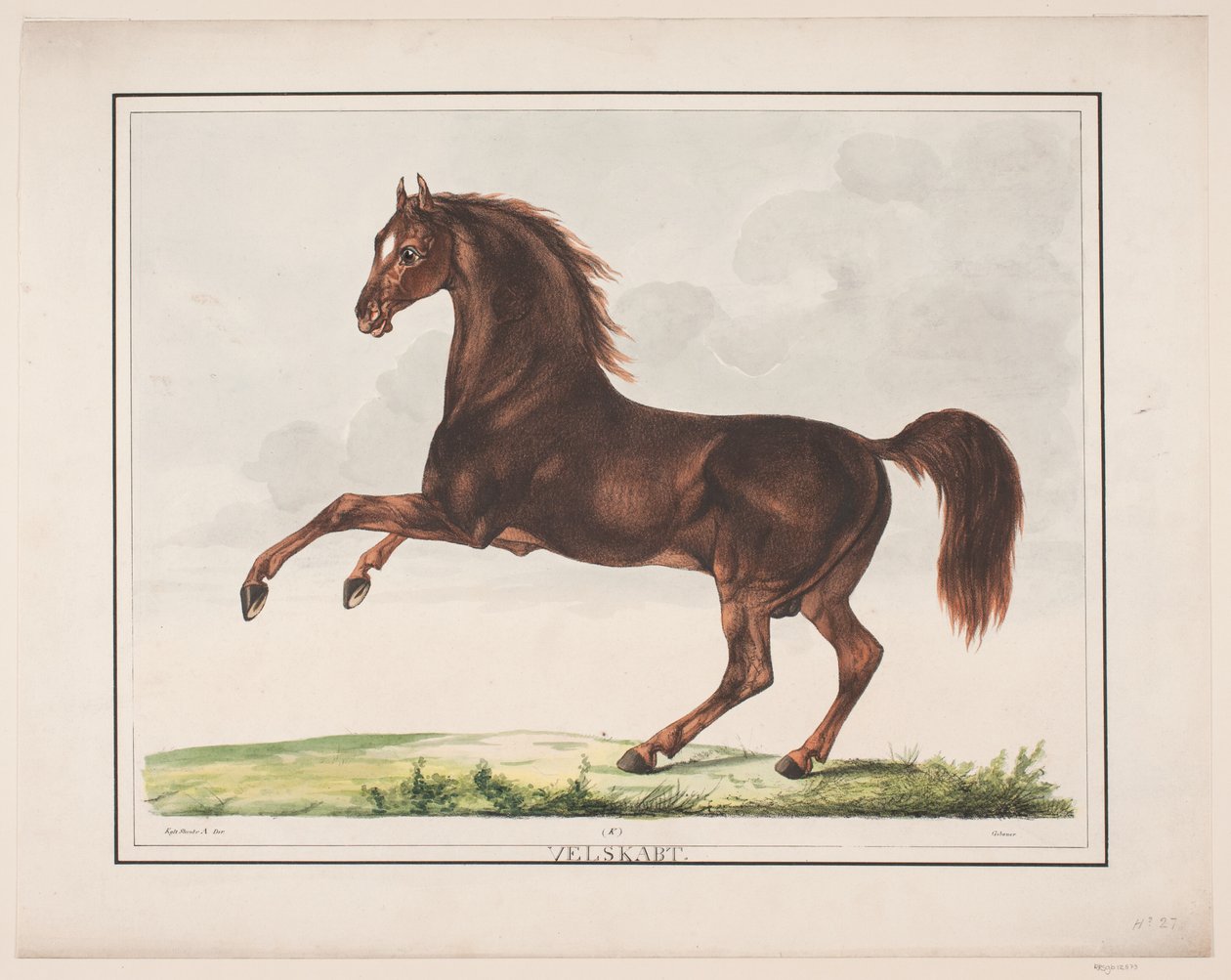 Hesten Velskabt von Christian David Gebauer