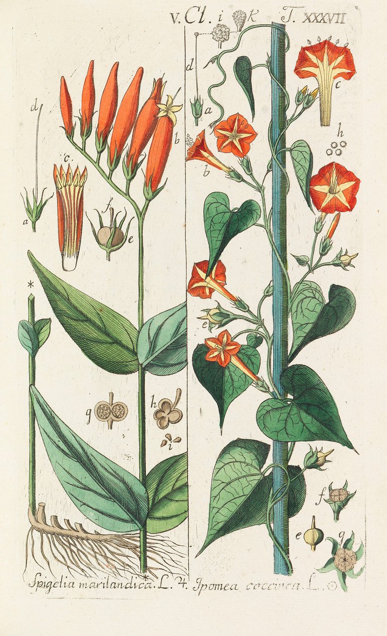 Botanisches Handbuch, 1808 von Christian Schkuhr