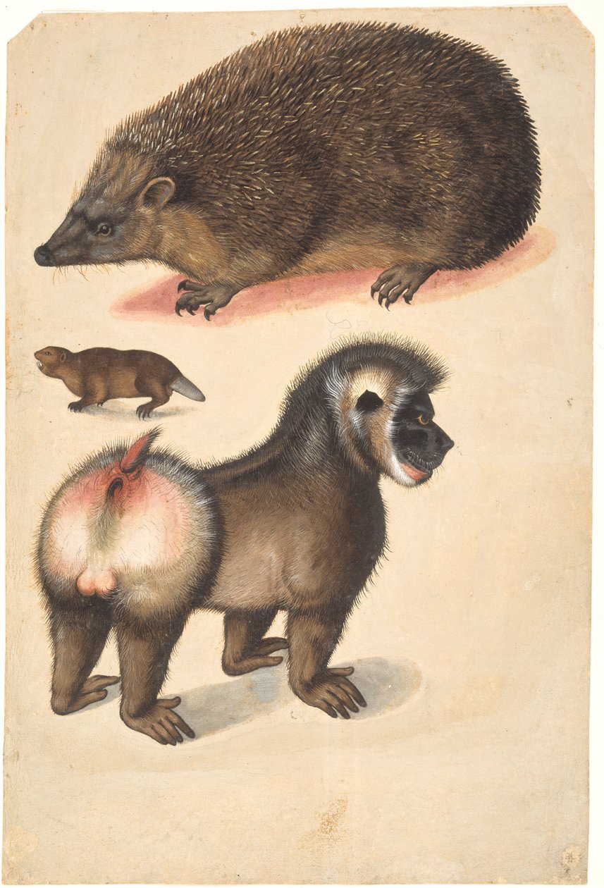 Ein Igel, ein Biber und ein Pavian von Christoph Amberger