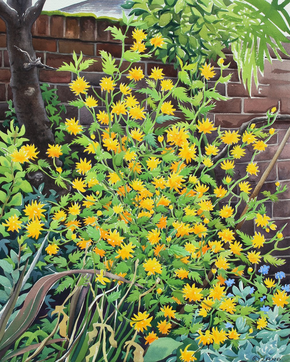 Kerria japonica von Christopher Ryland