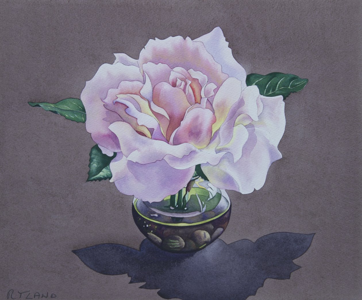 Rosenporträt von Christopher Ryland
