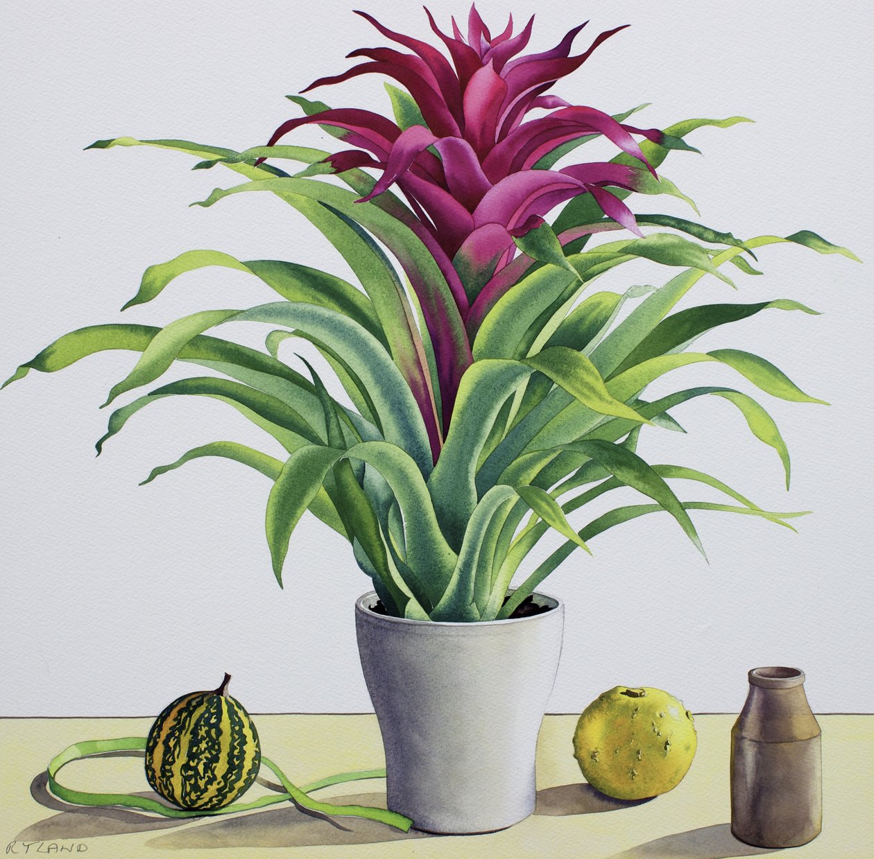Stillleben mit Bromelie von Christopher Ryland