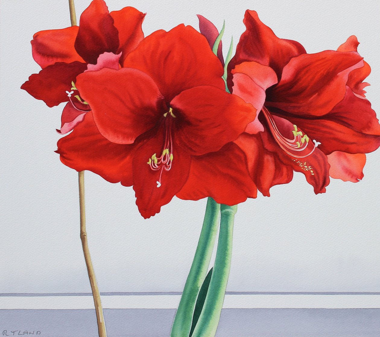 Rote Amaryllis von Christopher Ryland