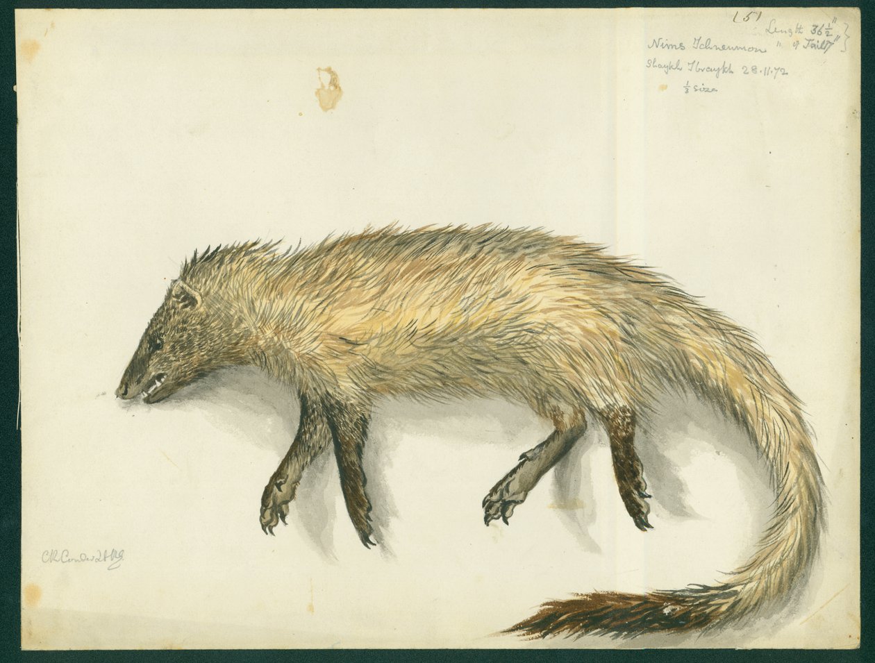 Mungo, 1872 von Claude Conder