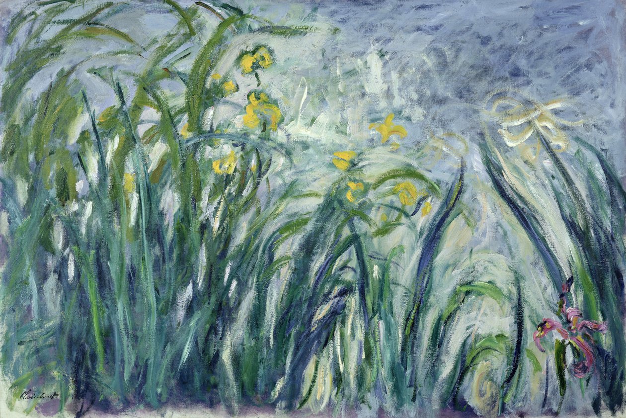 Gelbe und violette Schwertlilien, 1924-25 von Claude Monet