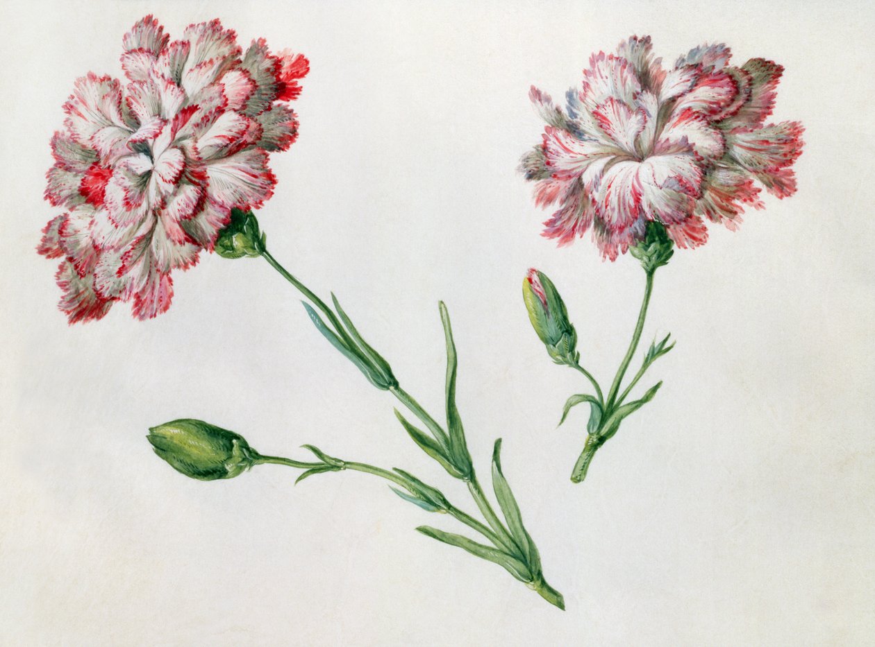 Nelken von Claude Aubriet