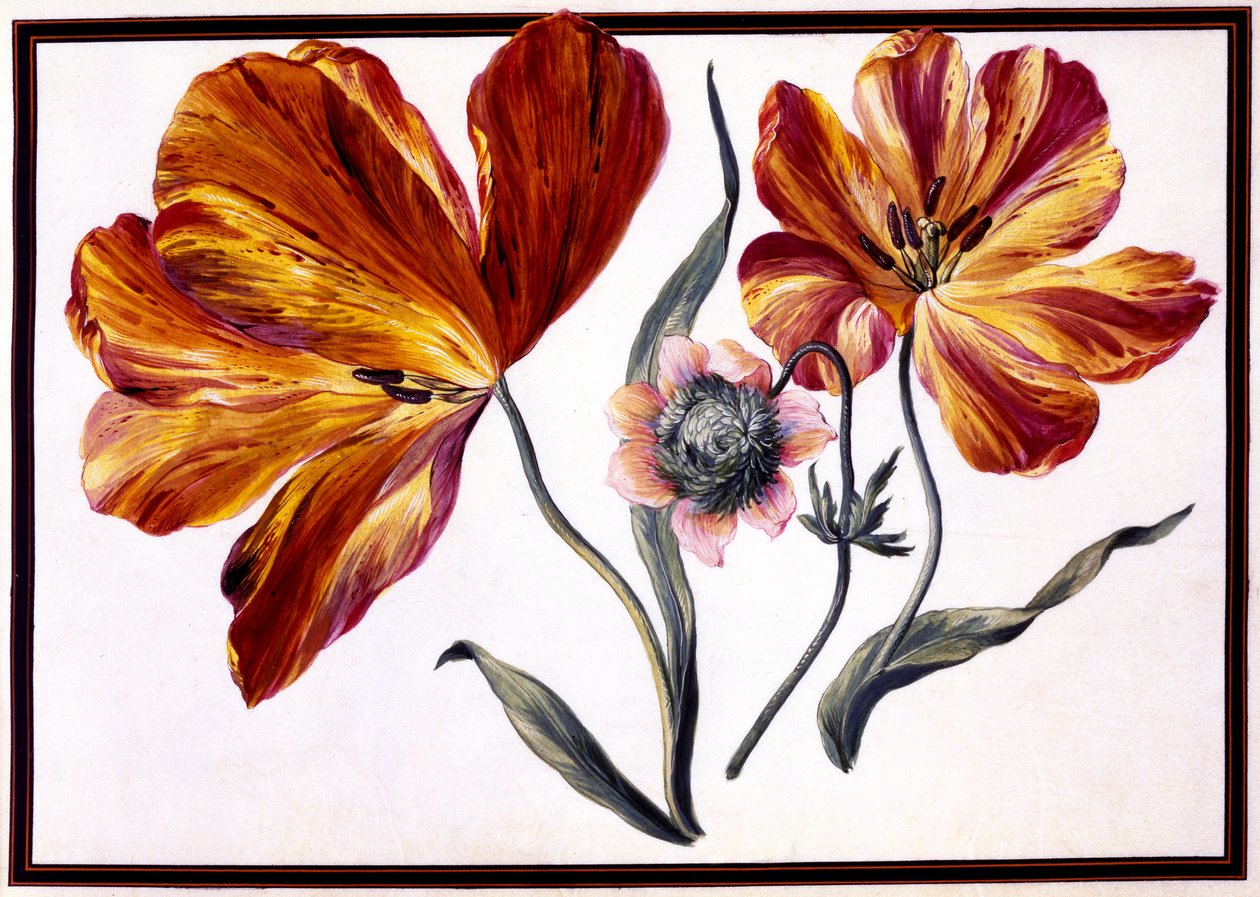 Tulpen und Anemone von Claude Aubriet