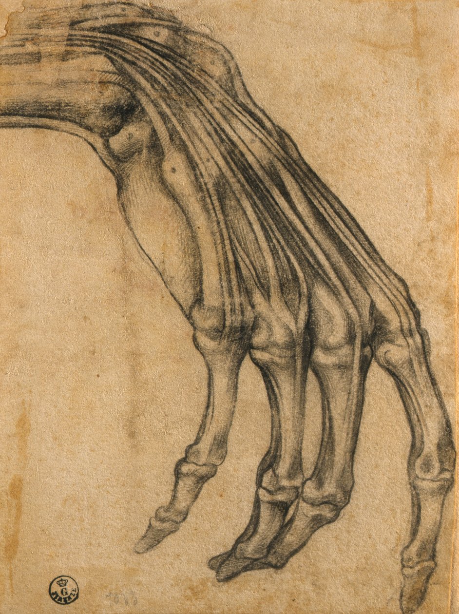 Anatomische Studie einer Hand von Clemente Bandinelli