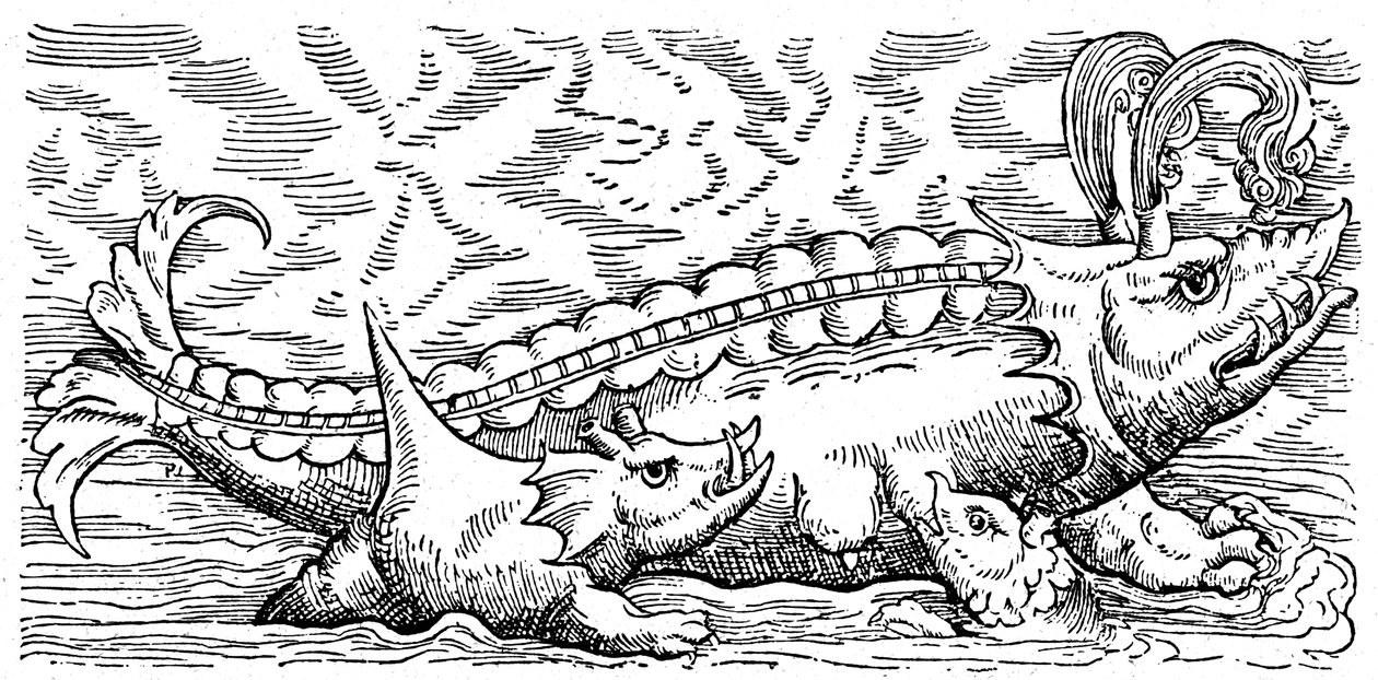 Stillende Wale und Meerschweinchen von Conrad (after) Gesner