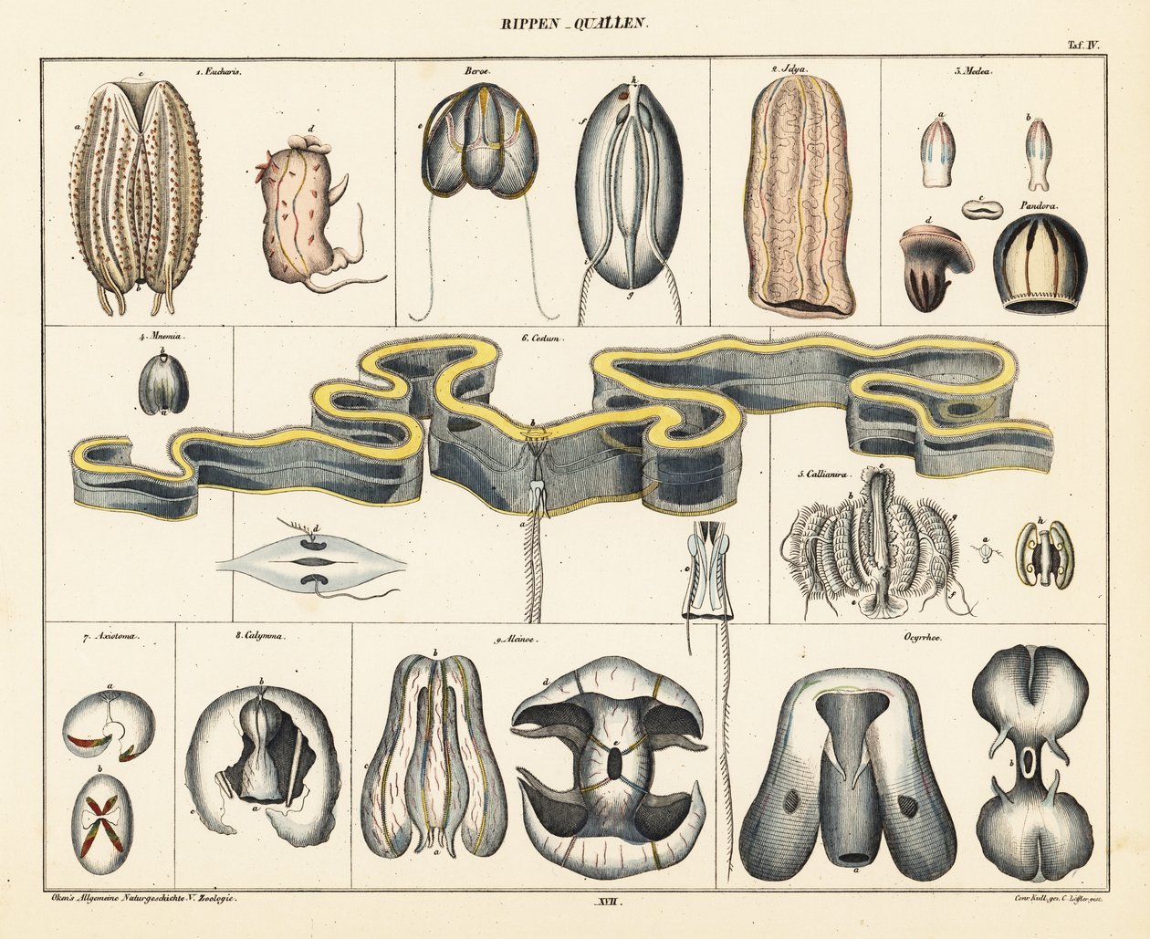Anatomie der Quallenarten von Conrad Kull