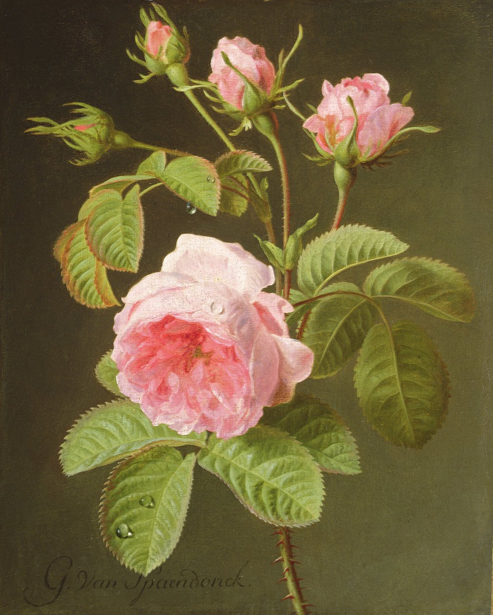 Ein Zweig Rosen von Cornelis van Spaendonck