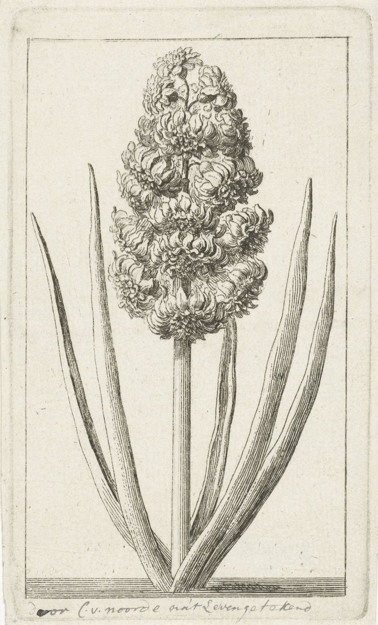 Hyazinthe von Cornelis van Noorde