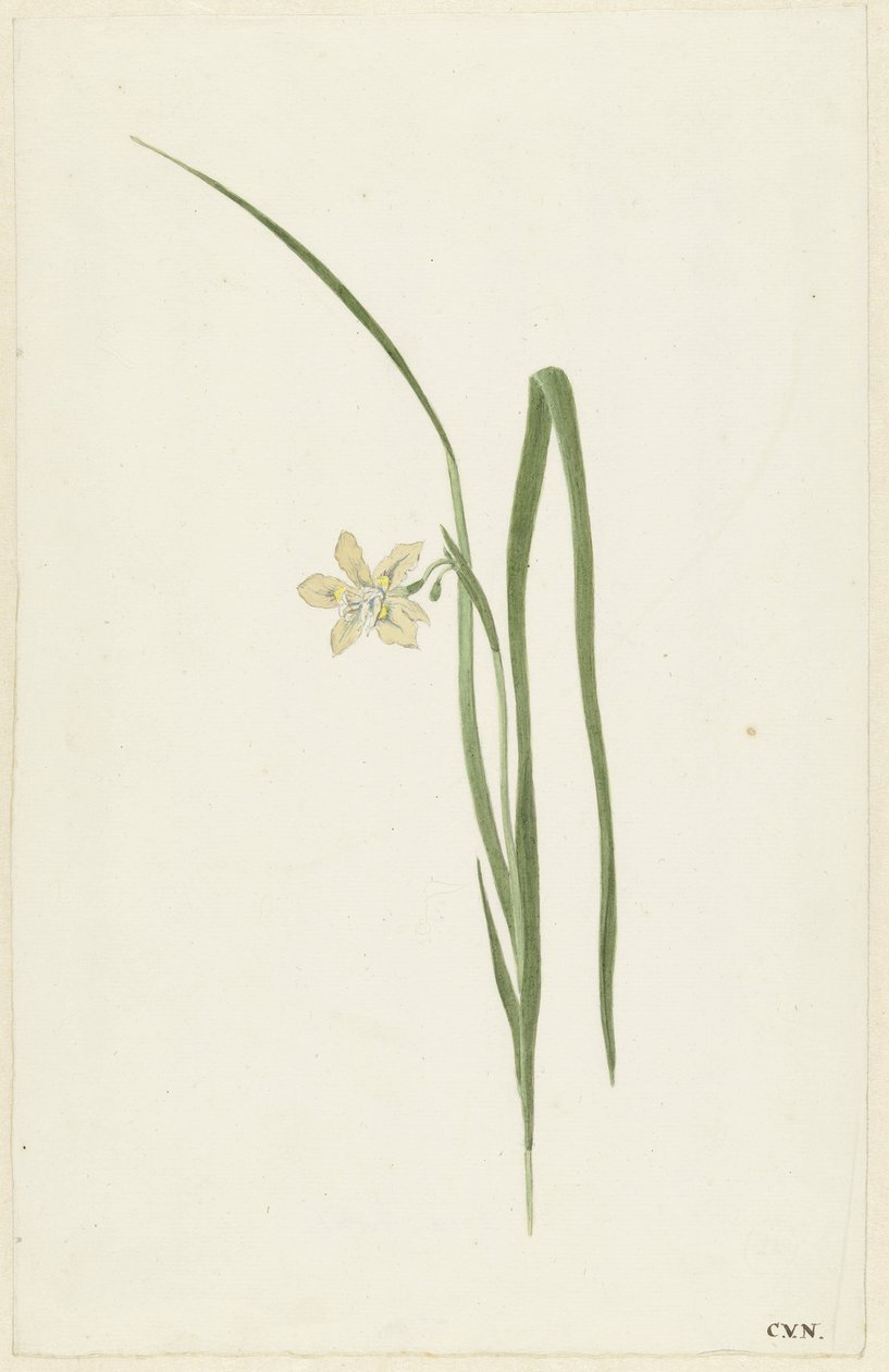 Iris von Cornelis van Noorde